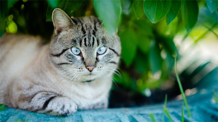 图片 🐾博美身上多处结痂？5步紧急处理法+全年护理指南（附皮肤科医生建议）.jpg