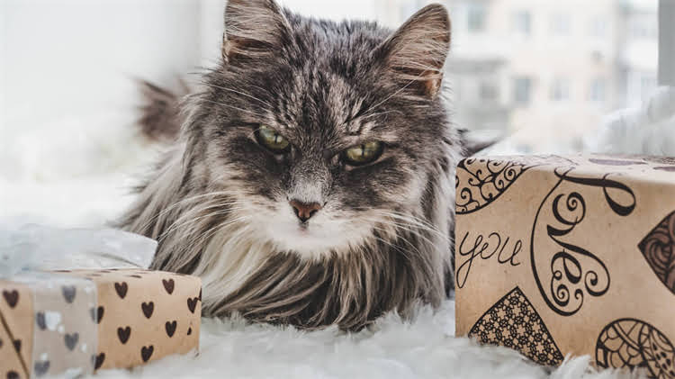 图片 🐾博美身上多处结痂？5步紧急处理法+全年护理指南（附皮肤科医生建议）1.jpg