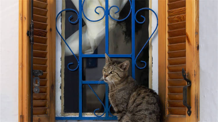 图片 🐾博美鼻子干+肚子胀气全！3步解决皮肤问题+肠胃调理指南2.jpg