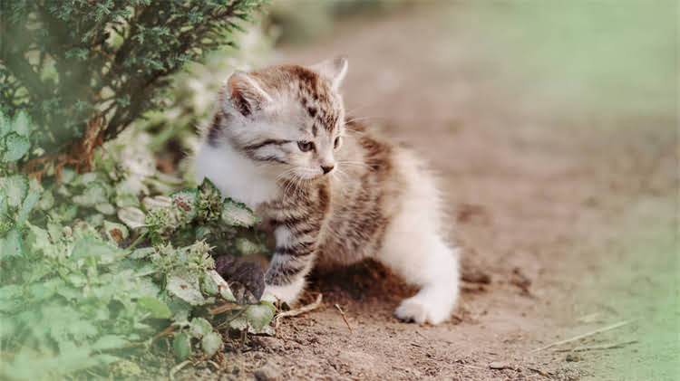 图片 🐾史宾格犬每日狗粮喂食量全：体重、年龄、活动量决定食量（附喂食表）🐾.jpg