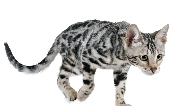 图片 🐾吉娃娃5个月体重2斤正常吗？新手家长必看幼犬护理全攻略！.jpg