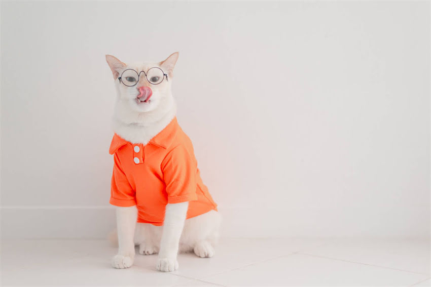 图片 🐾吉娃娃饿了的表现及应对方法｜新手必看！5大症状+超全喂食攻略.jpg