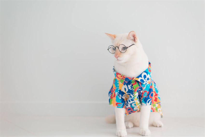 图片 🐾哈士奇不打疫苗行吗？疫苗真相大！养宠家长必看指南2.jpg