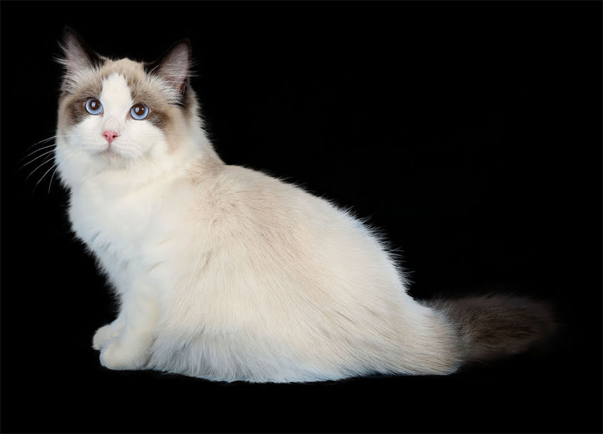 图片 🐾大白熊vs萨摩耶对比全！谁才是最适合家庭的毛孩？🐾1.jpg