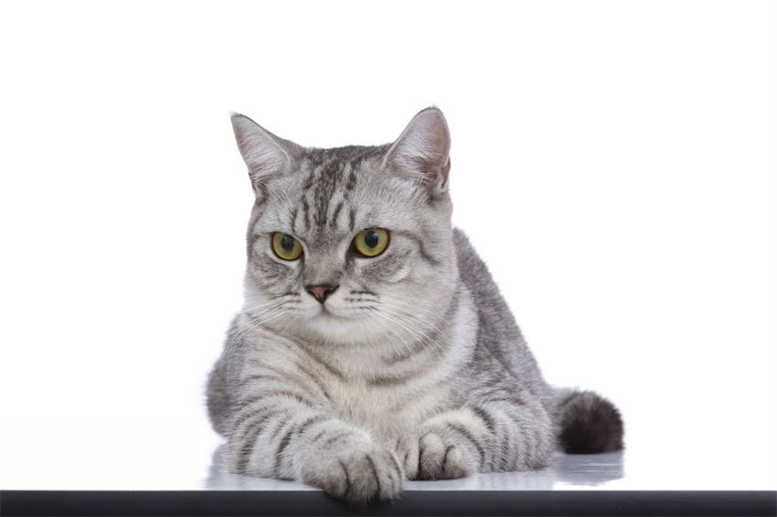 图片 🐾小猫多大能吃干猫粮？科学喂养指南+幼猫干粮选择攻略🐱.jpg