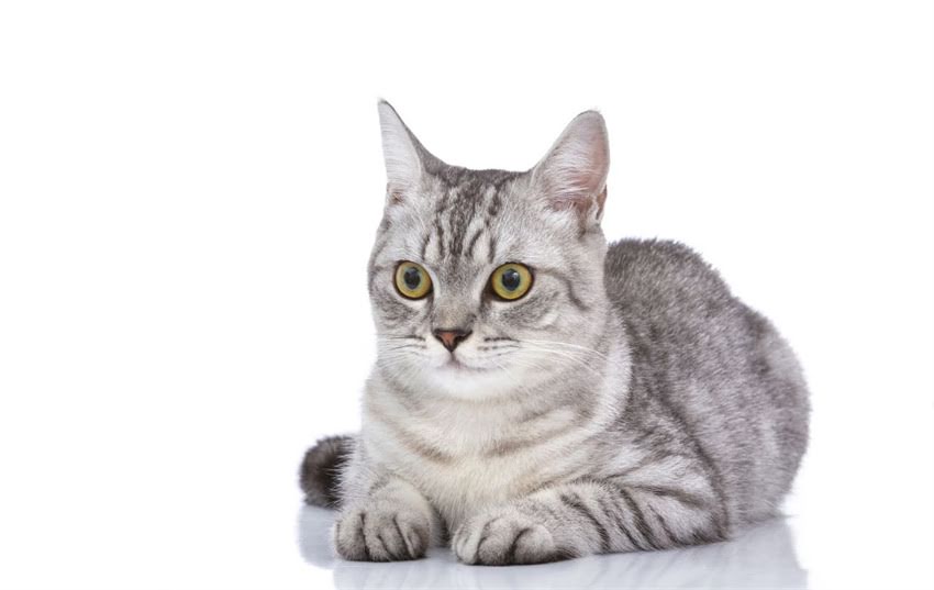 图片 🐾小猫性别辨别全攻略｜新手必看！5个方法轻松搞定性别鉴定🐾.jpg