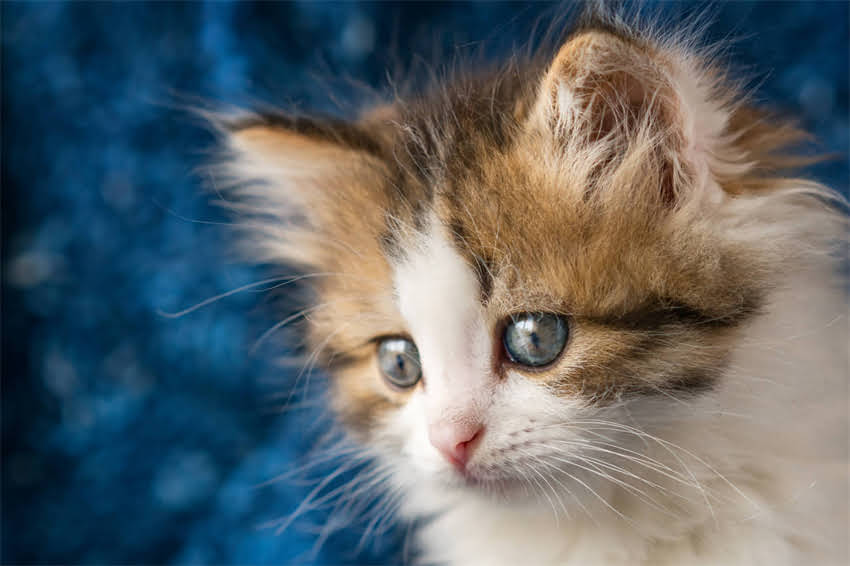 图片 🐾幼犬狗粮喂多少才对？新手必看！科学喂养黄金比例+喂食误区全.jpg