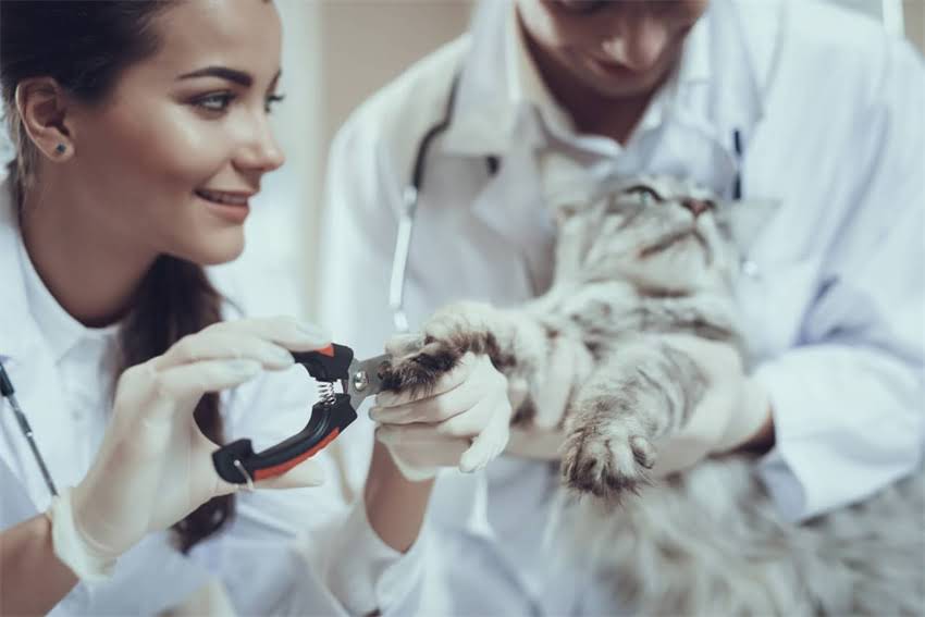 图片 🐾德牧vs马犬深度对比！选工作犬还是家庭守护者？附选购指南.jpg