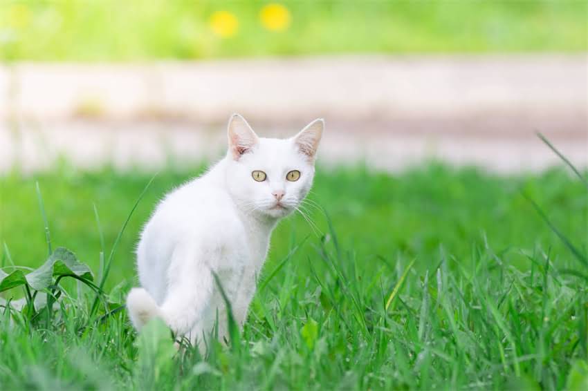 图片 🐾必看！宠物疫苗全攻略：时间表+副作用+避坑指南.jpg