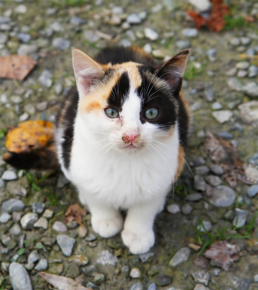 图片 🐾拉布拉多犬的5大版本🐾从体型到性格全攻略.jpg