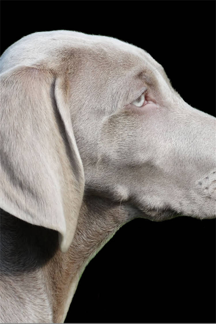 图片 🐾最新全拉布拉多幼犬特征+饲养指南（附选购避坑清单）2.jpg