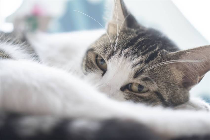 图片 🐾柯基幼犬0-1岁喂养全攻略｜附口碑狗粮红黑榜✨2.jpg