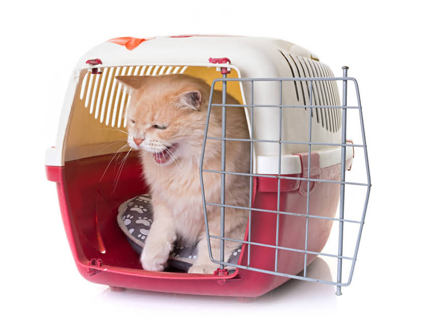 图片 🐾柯基犬颜色大｜貂色柯基vs三色柯基全（附养护指南）1.jpg