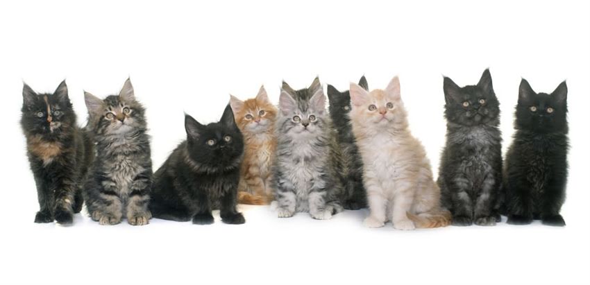 图片 🐾泰迪犬消瘦原因+紧急应对指南5步科学增重法+营养食谱，让爱犬重获活力！2.jpg