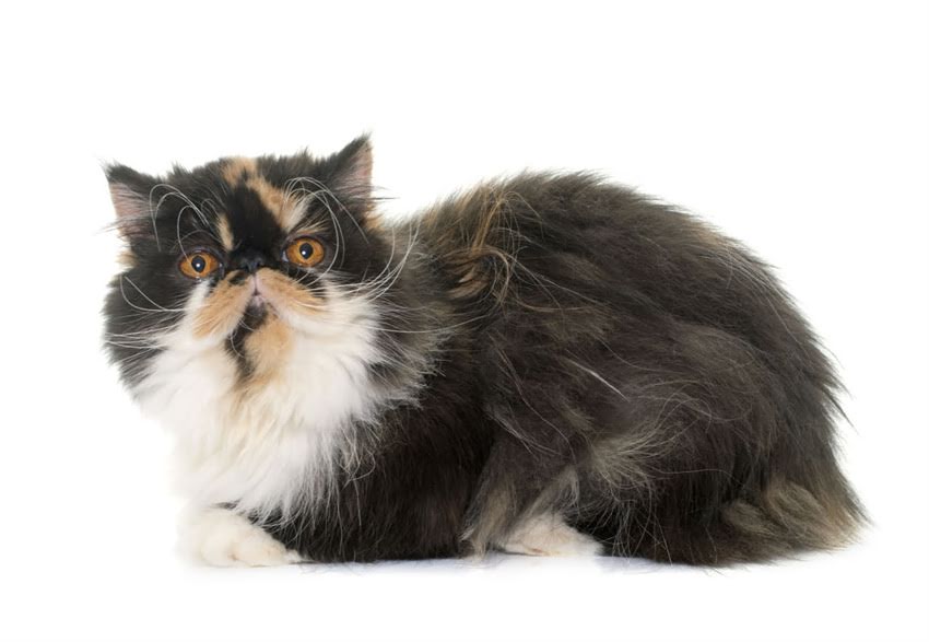 图片 🐾狗狗三针疫苗全攻略｜新手必看！打疫苗的时间表+注意事项大公开🐶2.jpg