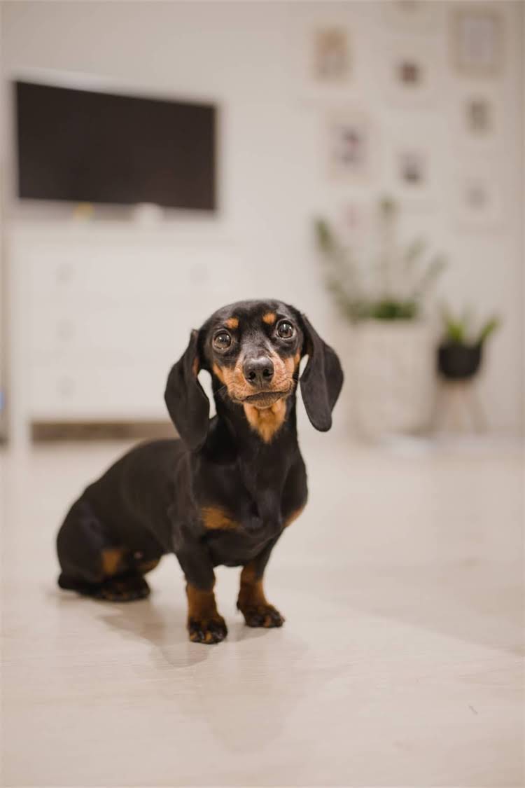 图片 🐾狗狗可以吃叶酸吗？全攻略来了！科学喂养必看！🐶.jpg