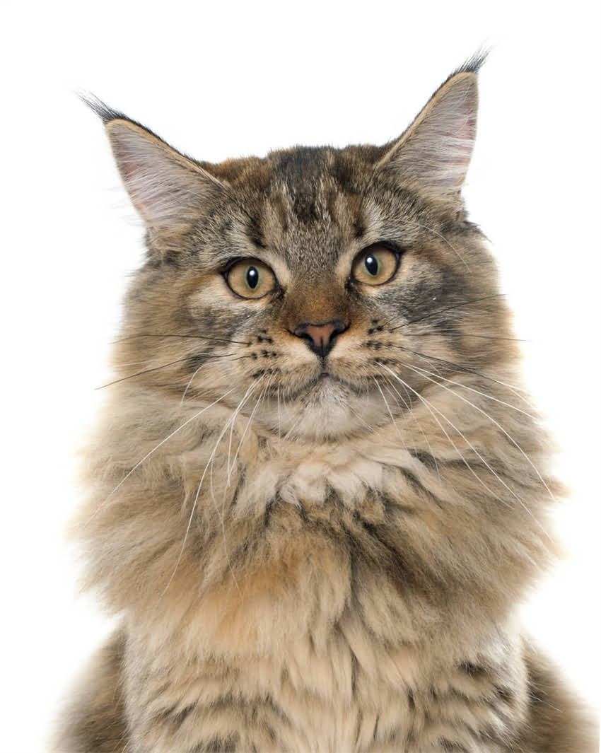 图片 🐾狗狗右眼一直流泪怎么办？5大常见原因及家庭护理指南🐾.jpg