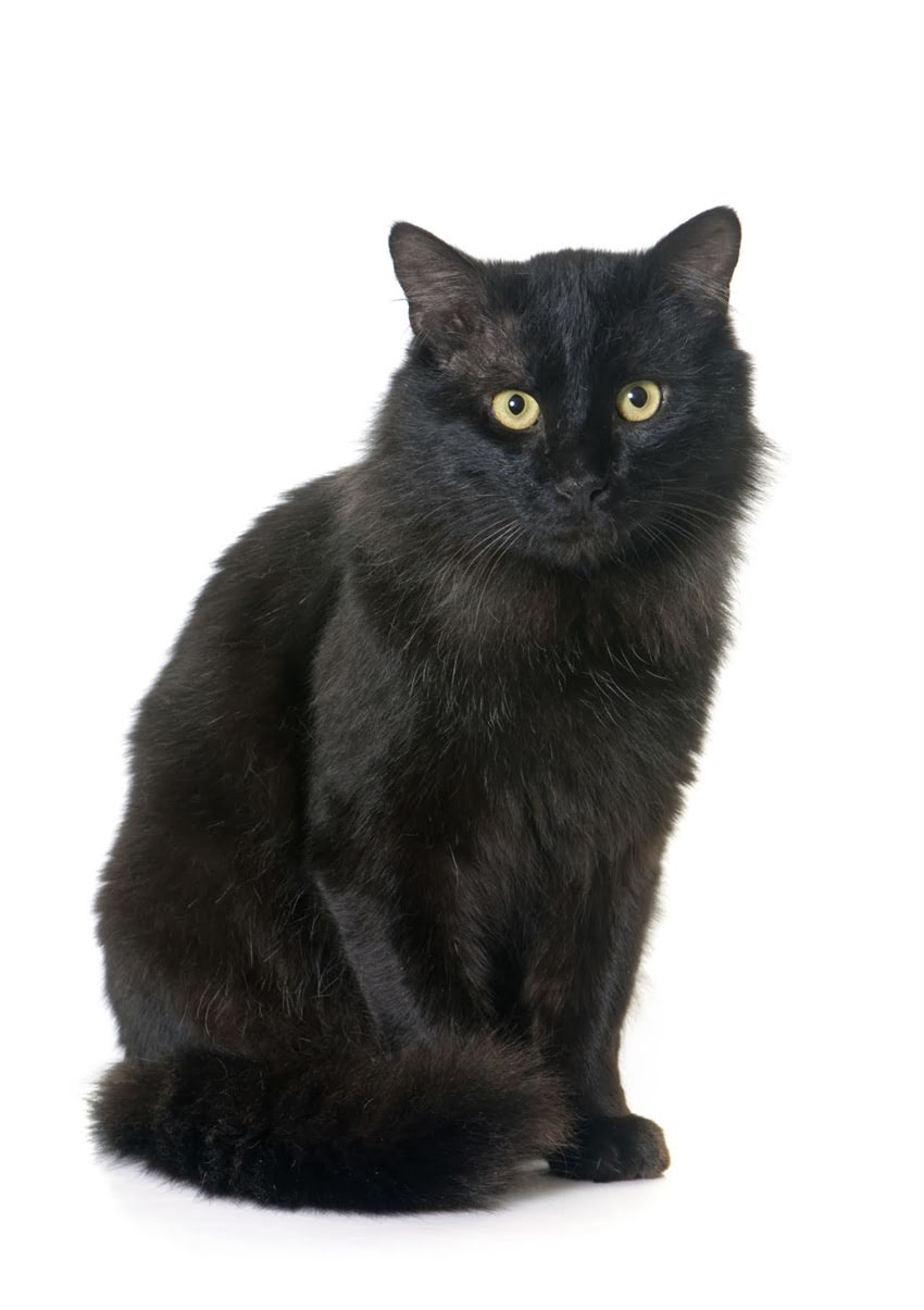 图片 🐾狗狗总吃自己的粑粑？5大原因+全网最全应对指南！🐾.jpg