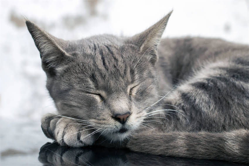 图片 🐾狗狗总吃自己的粑粑？5大原因+全网最全应对指南！🐾1.jpg