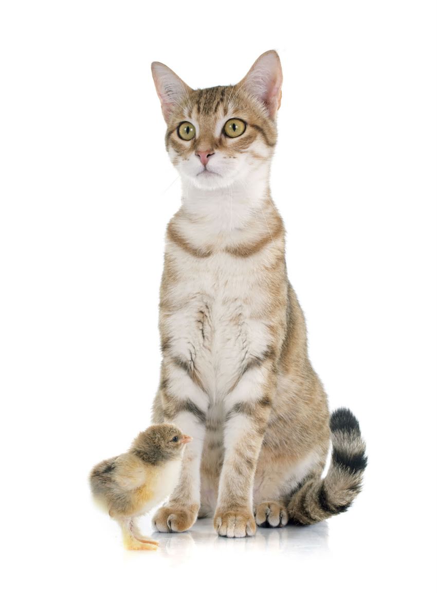 图片 🐾狗狗疫苗品牌推荐TOP10！附疫苗全攻略+避坑指南（最新版）💉.jpg