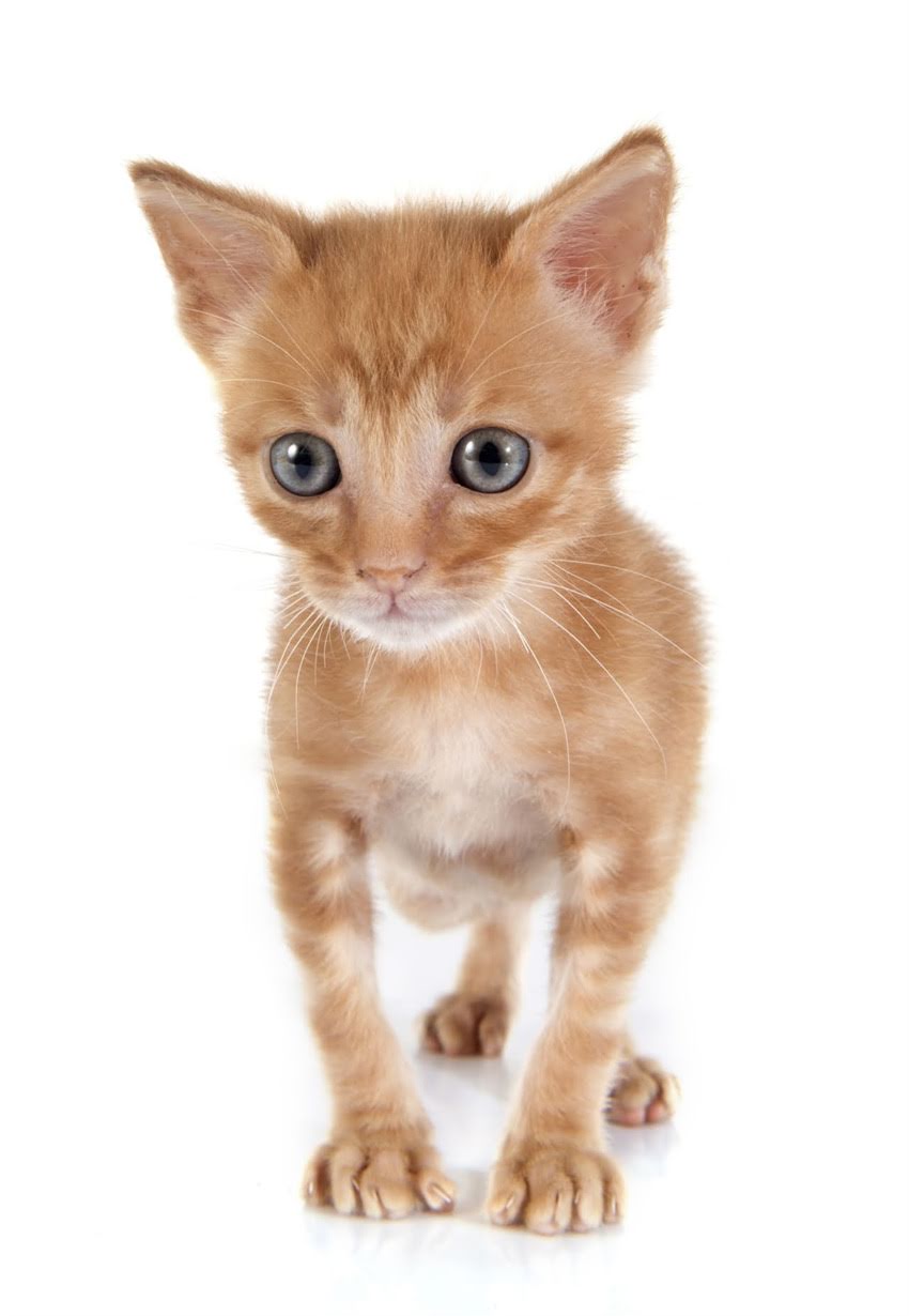 图片 🐾狗狗疫苗有效性检查全攻略｜疫苗失效怎么办？养宠必看干货🐶1.jpg