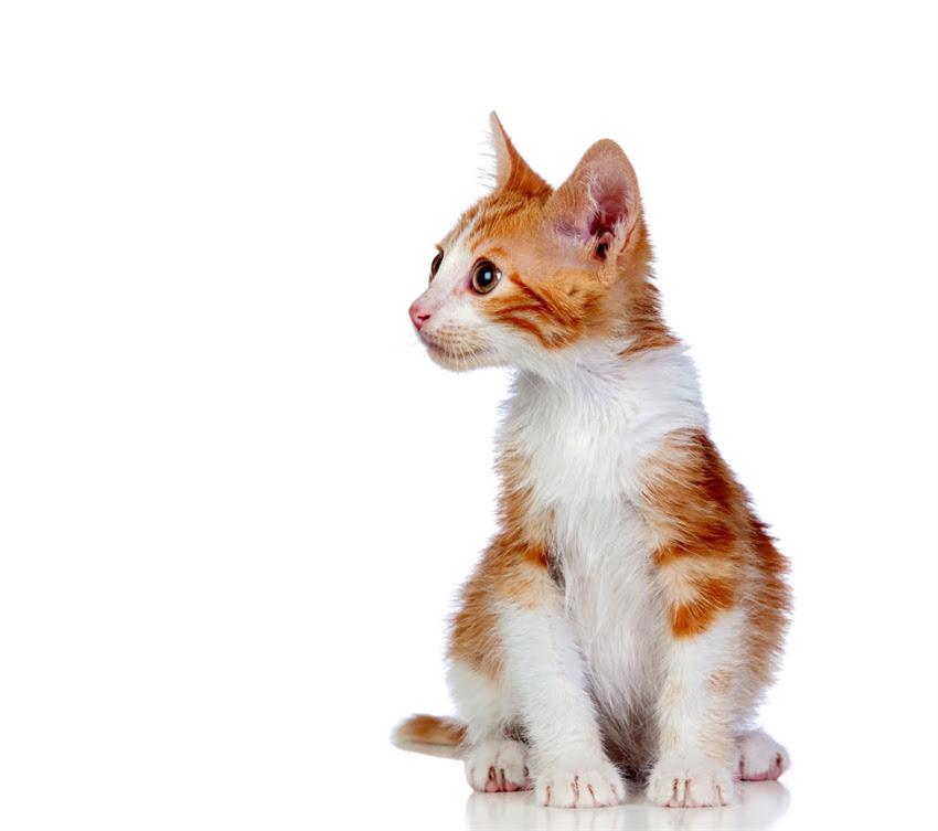 图片 🐾狗狗疫苗检测全攻略！3步自查法+专业机构检测指南，养宠人必看！2.jpg