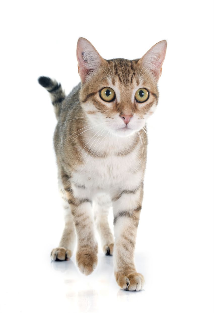 图片 🐾猫咪肾病症状识别+科学应对指南养猫人必看！这些信号暗示毛孩子需要护肾💦2.jpg