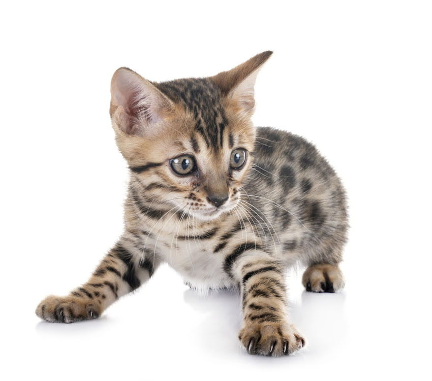 图片 🐾疫苗后拒食？3天速效恢复法幼犬打疫苗后不吃饭怎么办？附护理全攻略.jpg