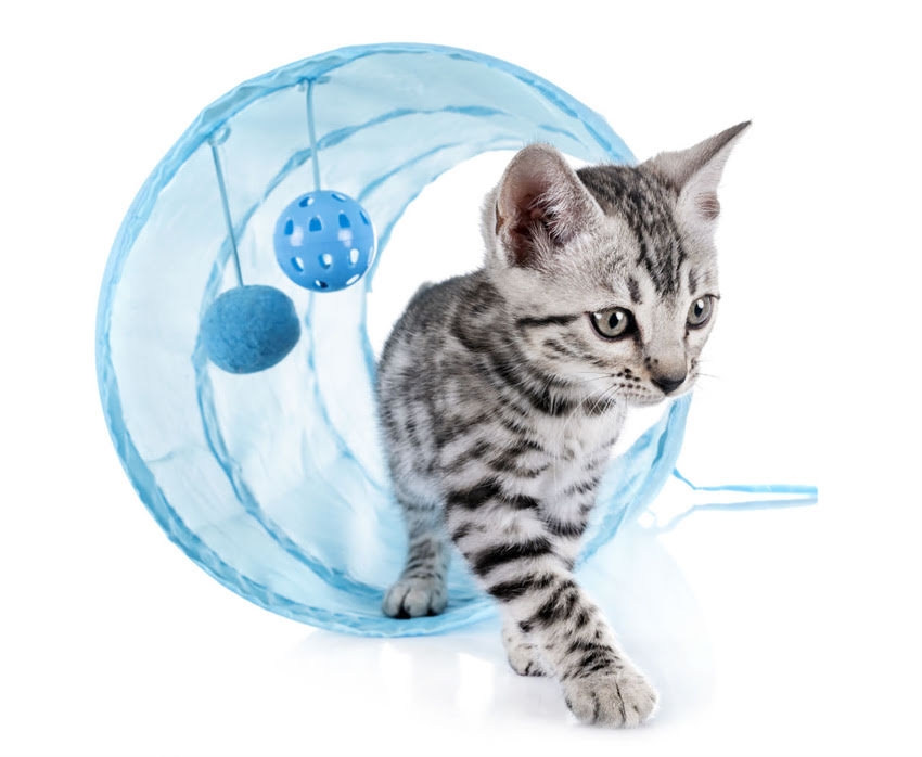 图片 🐾疫苗后拒食？3天速效恢复法幼犬打疫苗后不吃饭怎么办？附护理全攻略2.jpg