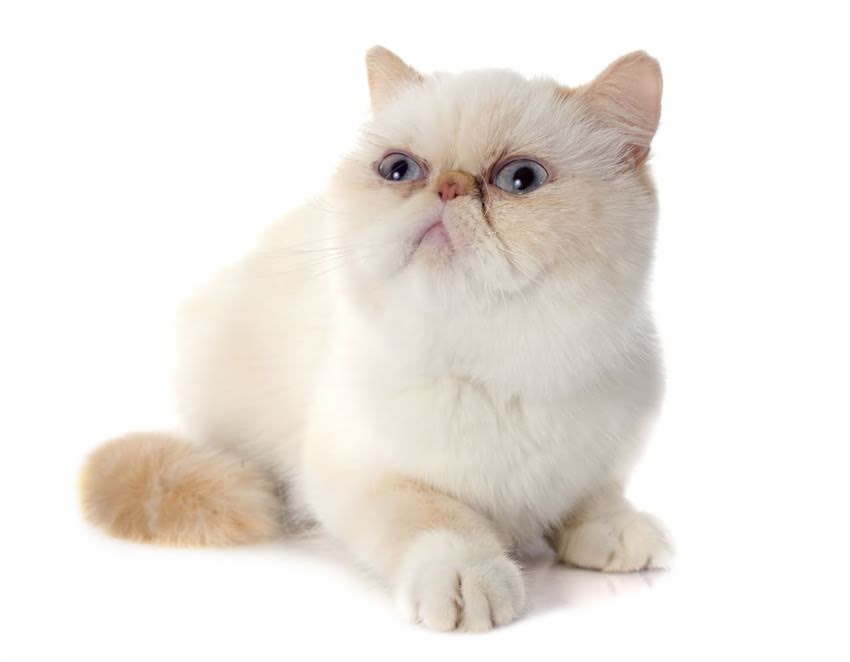 图片 🐾纯种加菲猫购买全攻略：血统证书+健康保障+避坑指南🐾1.jpg