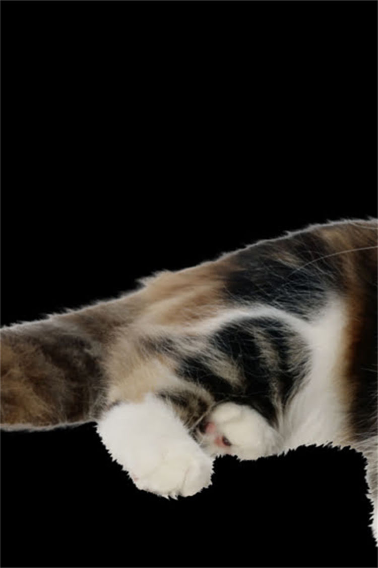 图片 🐾萨摩耶背部长黑斑别慌！3步排查+专业护理指南，守护毛孩健康1.jpg