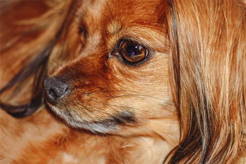 图片 🐾进口犬用疫苗全攻略进口疫苗价格表+接种注意事项（附医院选择指南）.jpg