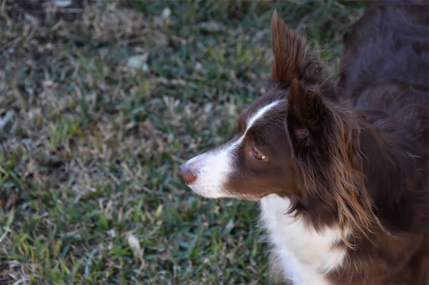 图片 🐾邻家小猫最新时尚装扮！超萌穿搭指南教你打造吸睛萌宠.jpg