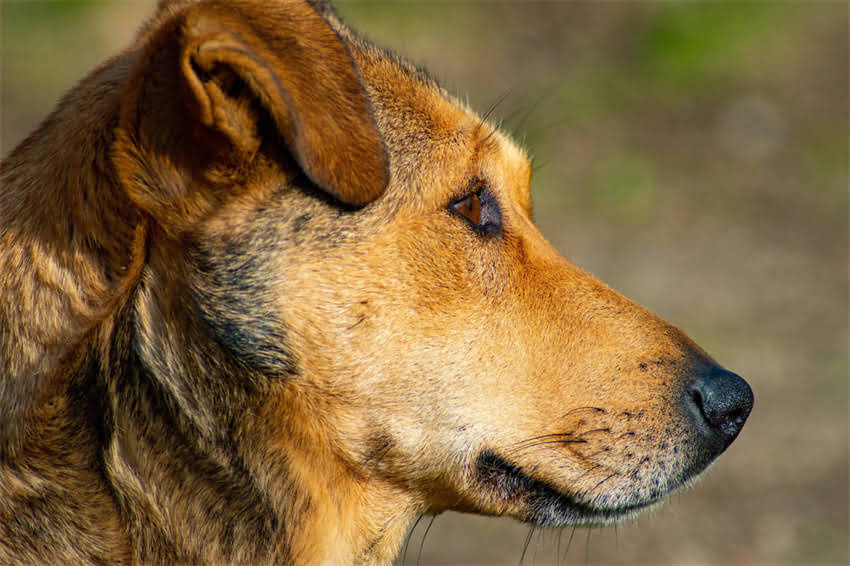 图片 🐾邻家小猫最新时尚装扮！超萌穿搭指南教你打造吸睛萌宠1.jpg