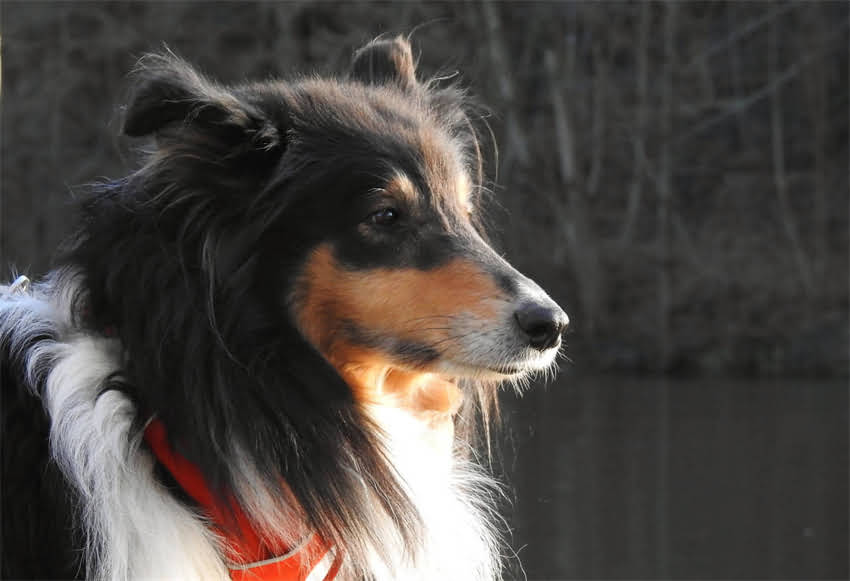 图片 🐾金毛×边牧=神仙颜值！混血幼犬的10个超萌特点🐾.jpg