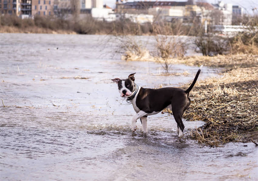 图片 🐾金毛公vs母犬智商大！谁才是聪明担当？附科学养宠指南🐾.jpg
