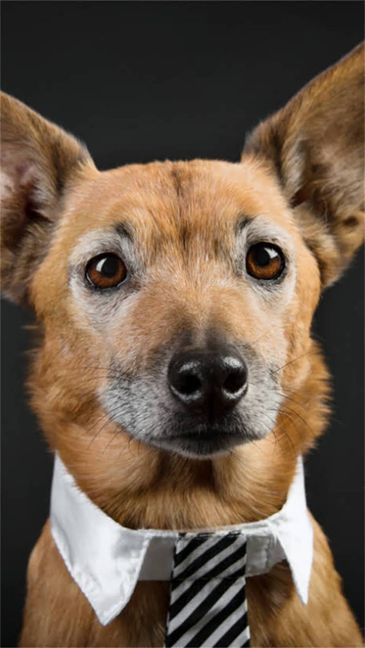 图片 🐾阿拉斯加犬胡子颜色全：不同阶段的特征与养护指南.jpg