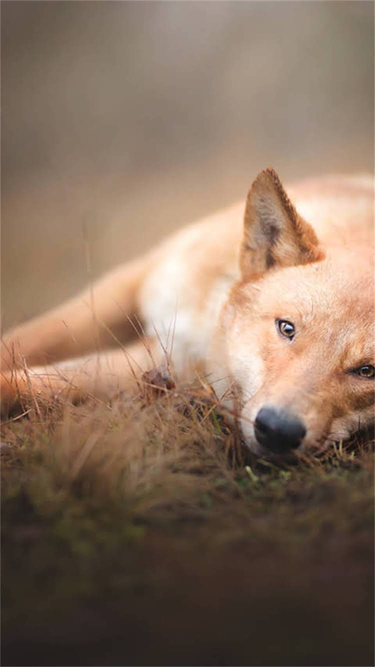 图片 🐾阿拉斯加犬胡子颜色全：不同阶段的特征与养护指南1.jpg