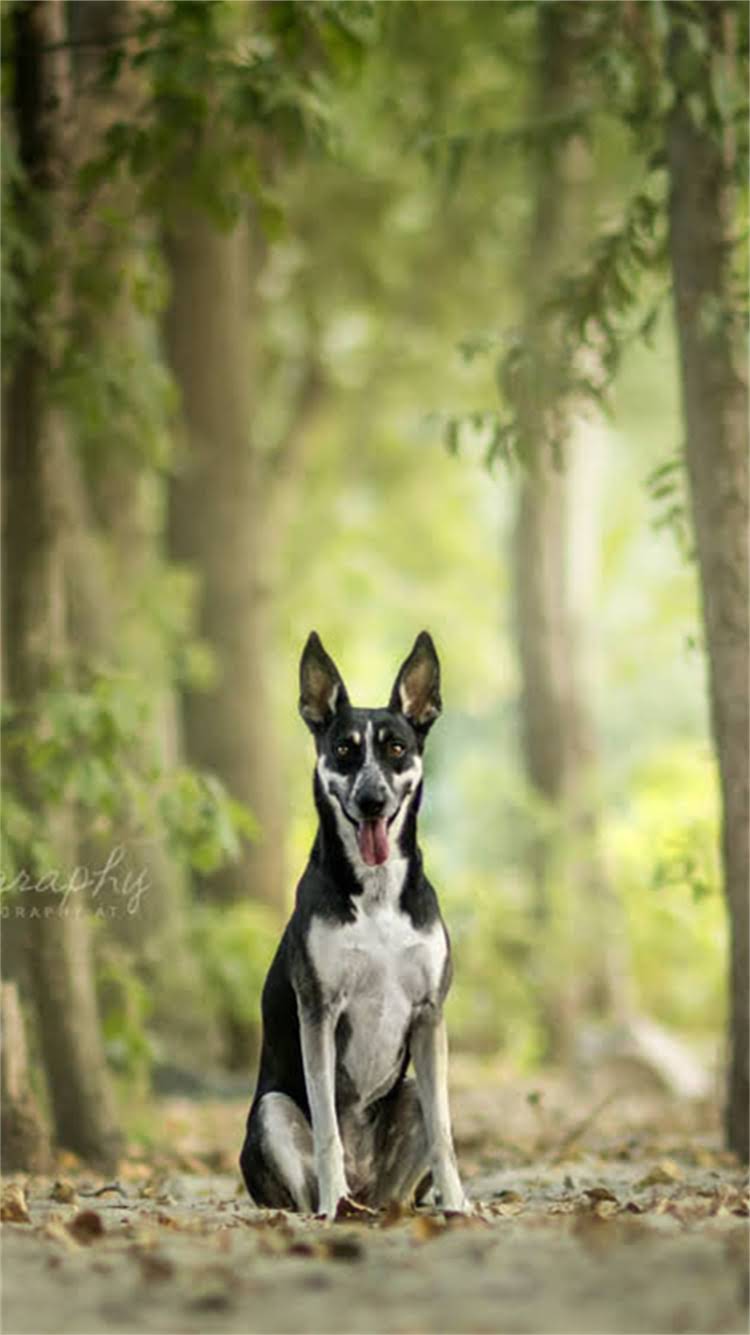 图片 🐾阿拉斯加犬胡子颜色全：不同阶段的特征与养护指南2.jpg