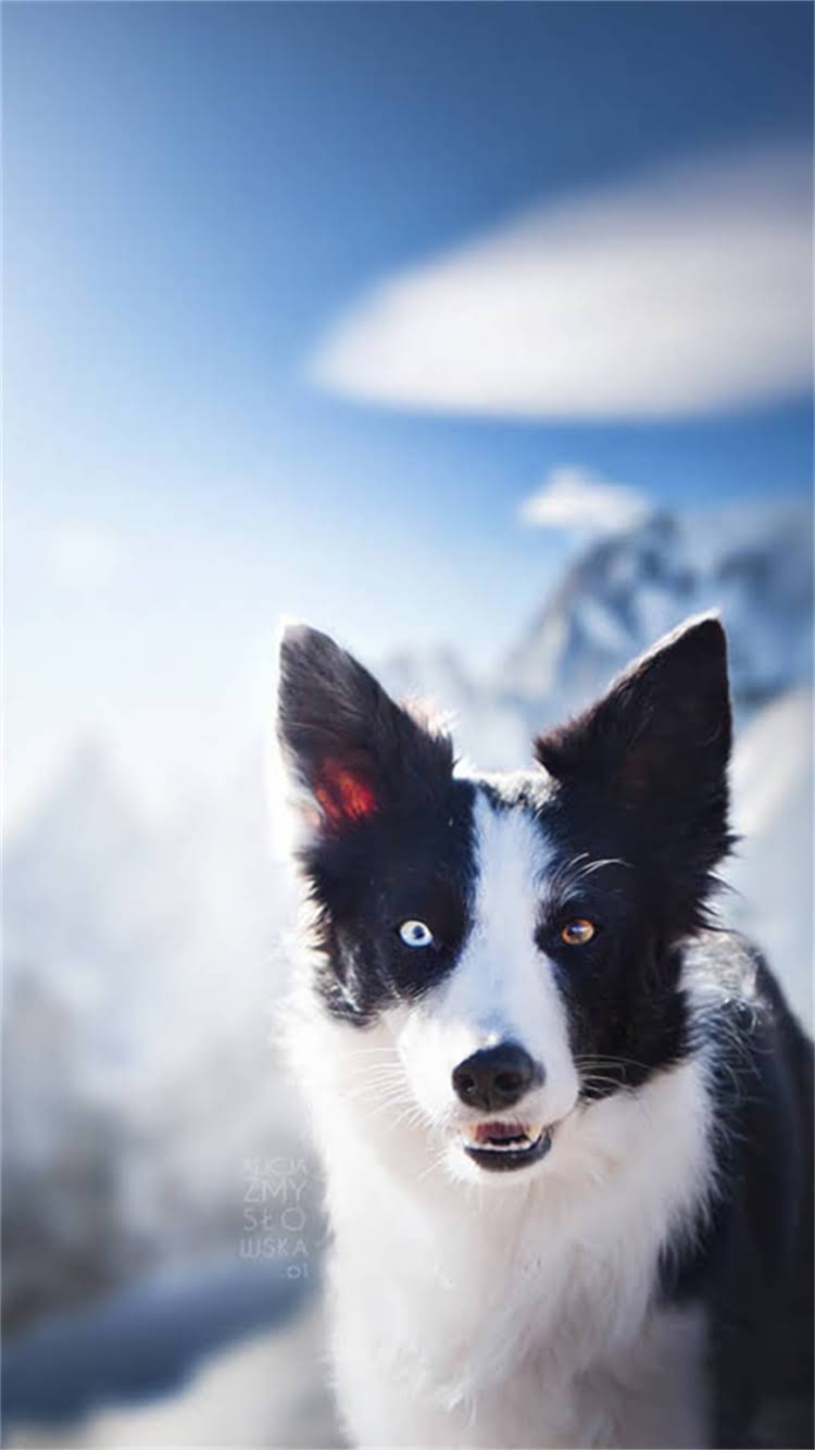 图片 🐾雪纳瑞饲养必看！狗狗最爱干的10件事，附日常护理全攻略🐾.jpg