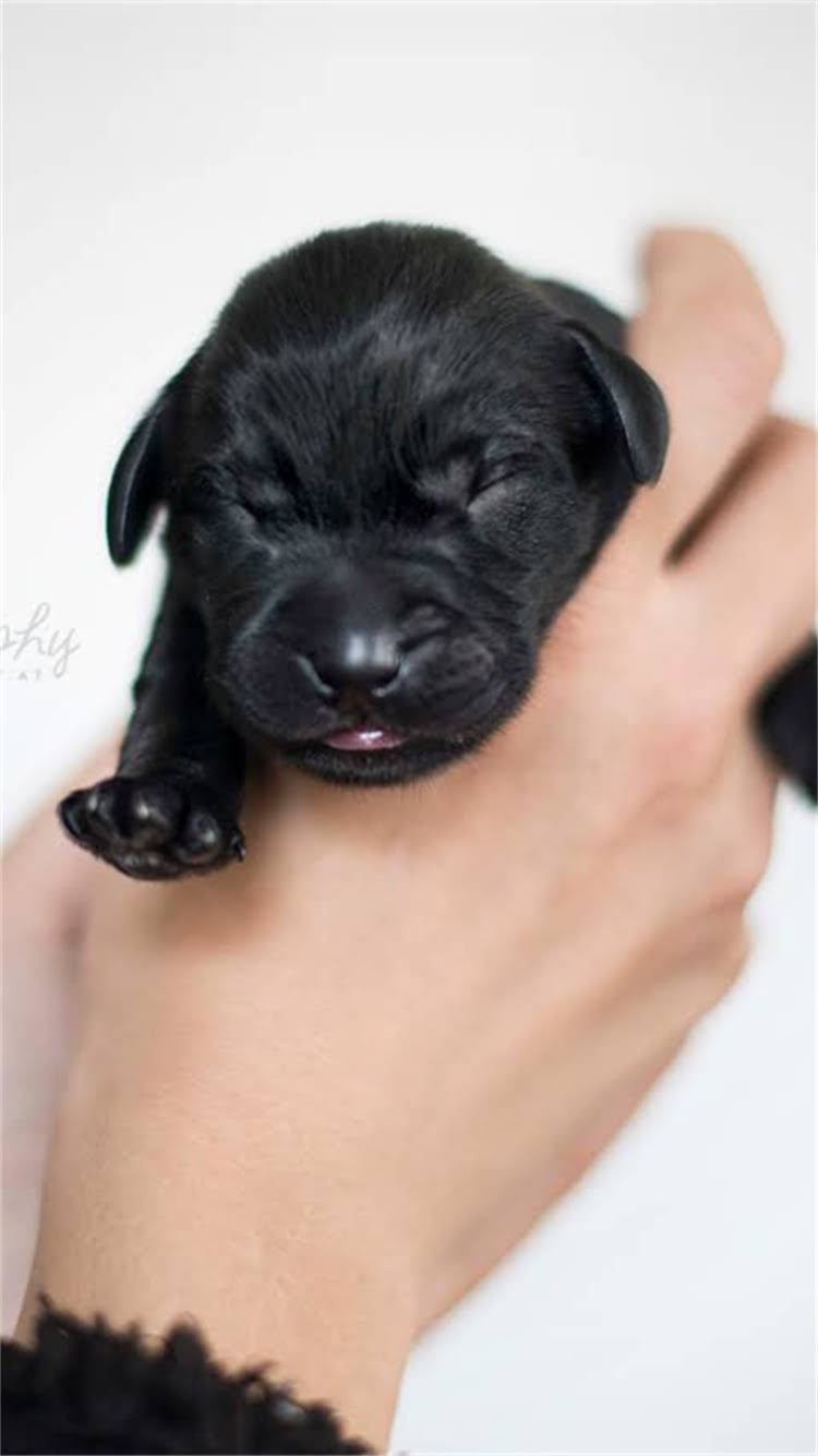 图片 🐾龙猫吃啥好？龙猫饮食全攻略（附每日食谱+禁忌清单）🐾.jpg