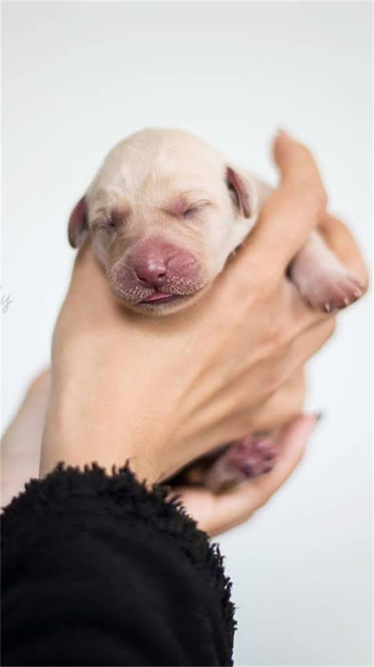 图片 🐾龙猫吃啥好？龙猫饮食全攻略（附每日食谱+禁忌清单）🐾2.jpg