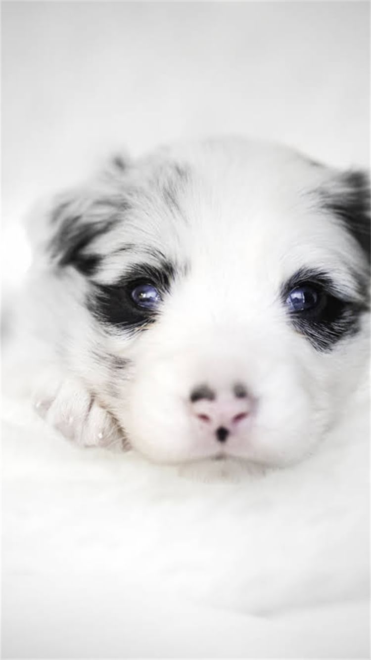 图片 🐾龙猫胳膊下面掉毛怎么办？资深饲养员掉毛原因及护理技巧（附正确清洁步骤）1.jpg
