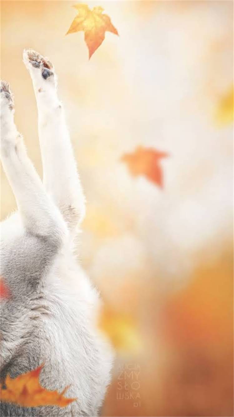 图片 🐾龙猫能吃猕猴桃吗？全攻略+饮食禁忌清单（附安全食谱）.jpg