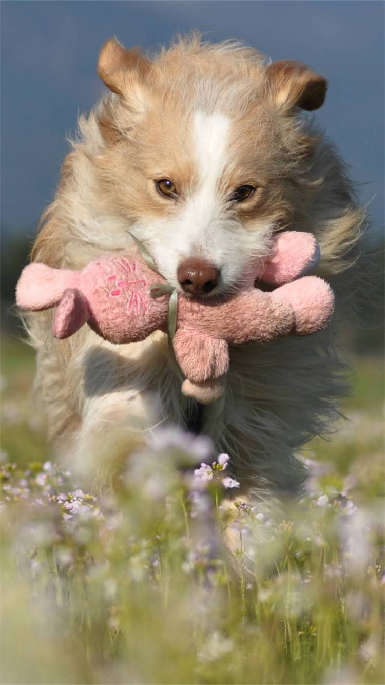 图片 🐾龙猫能吃猕猴桃吗？全攻略+饮食禁忌清单（附安全食谱）2.jpg