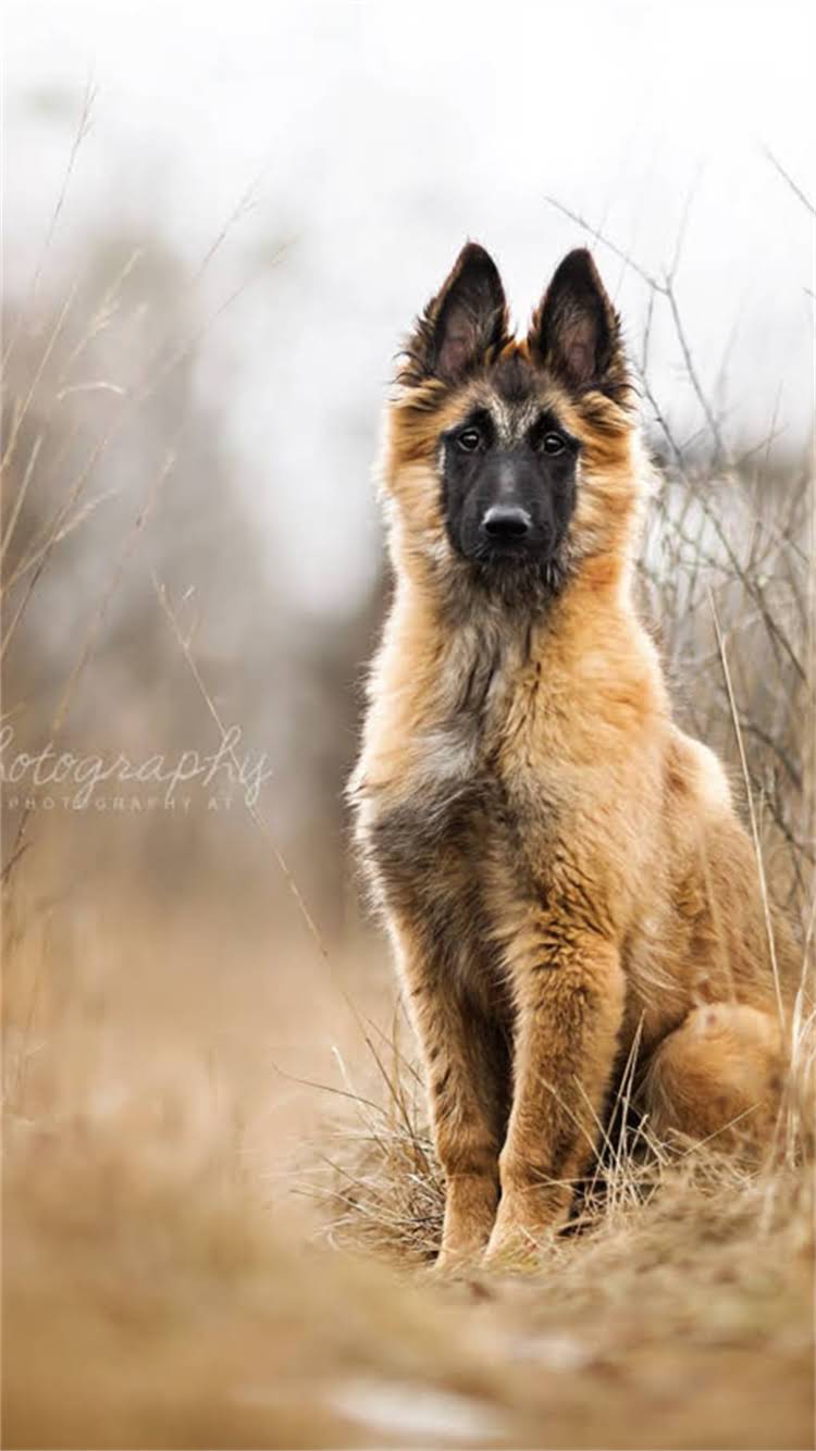 图片 💖萨摩耶易生病吗？资深养宠人整理的疾病预防全攻略（附养护秘籍）💖.jpg