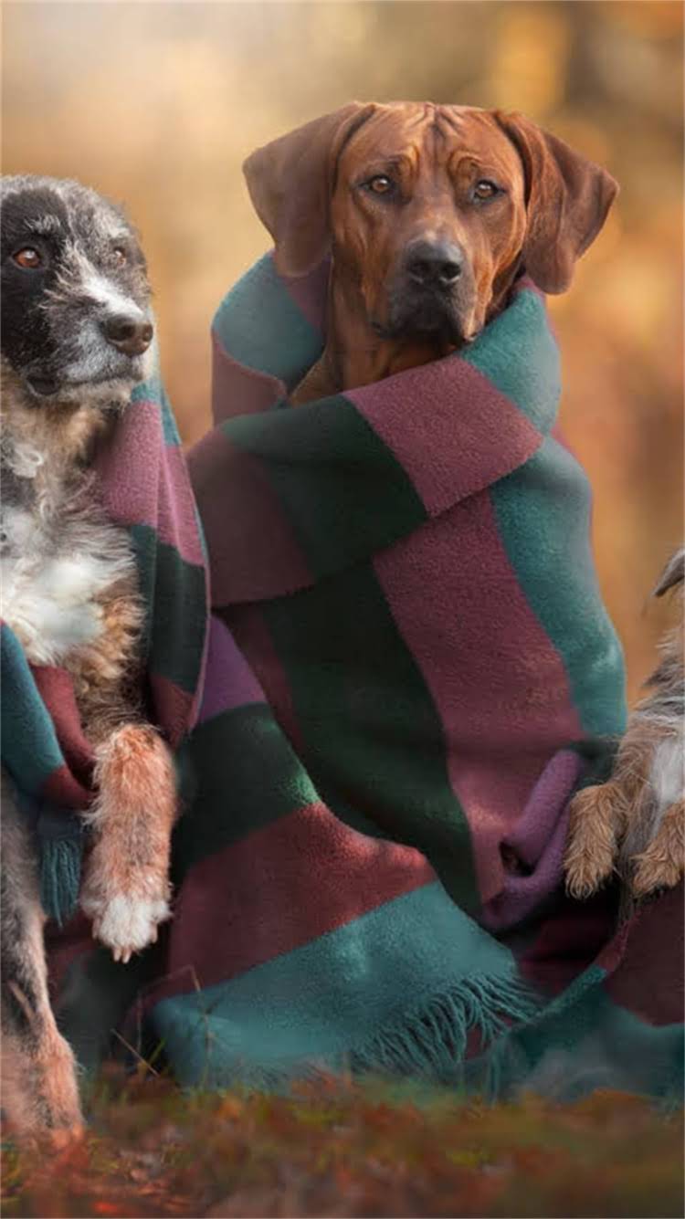 图片 💰训练一只狗要多少钱？不同犬种费用对比+家庭训练成本全🐾.jpg