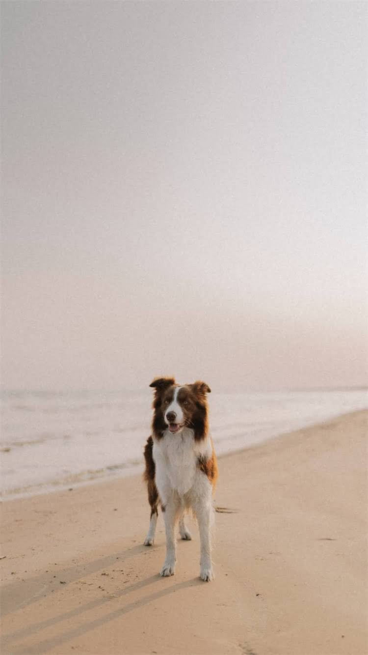 图片 💰训练一只狗要多少钱？不同犬种费用对比+家庭训练成本全🐾2.jpg