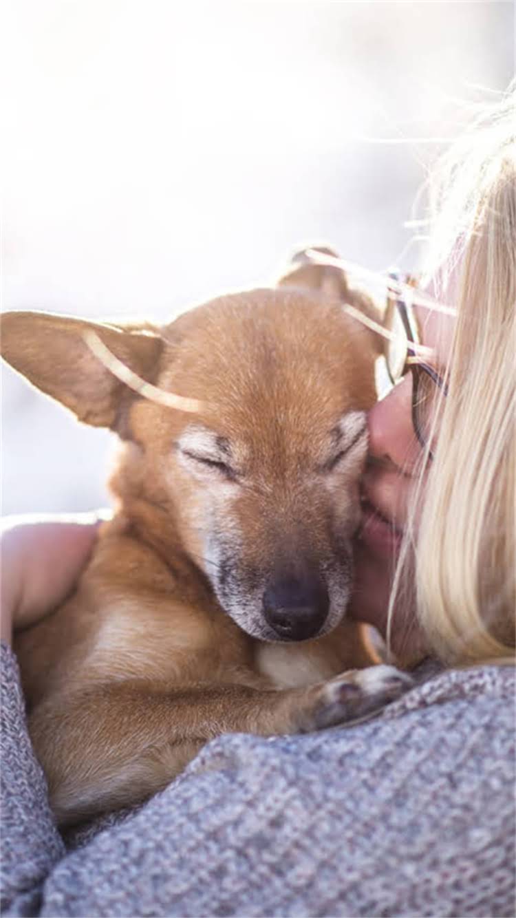 图片 📌北京哪里买纯种吉娃娃？最新宠物店犬舍领养攻略（附避坑指南）2.jpg