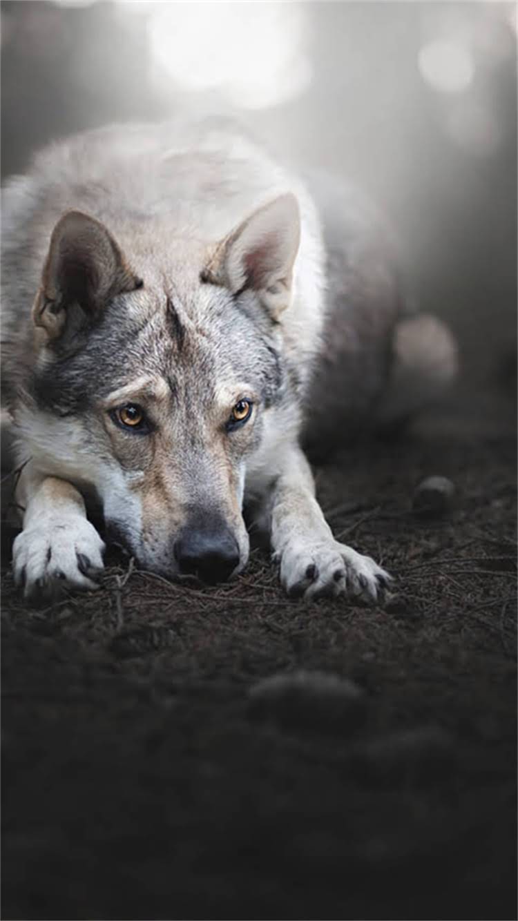 图片 📌北京巨型阿拉斯加犬养护全攻略｜品种+训练技巧+健康指南（附本地养宠资源）.jpg